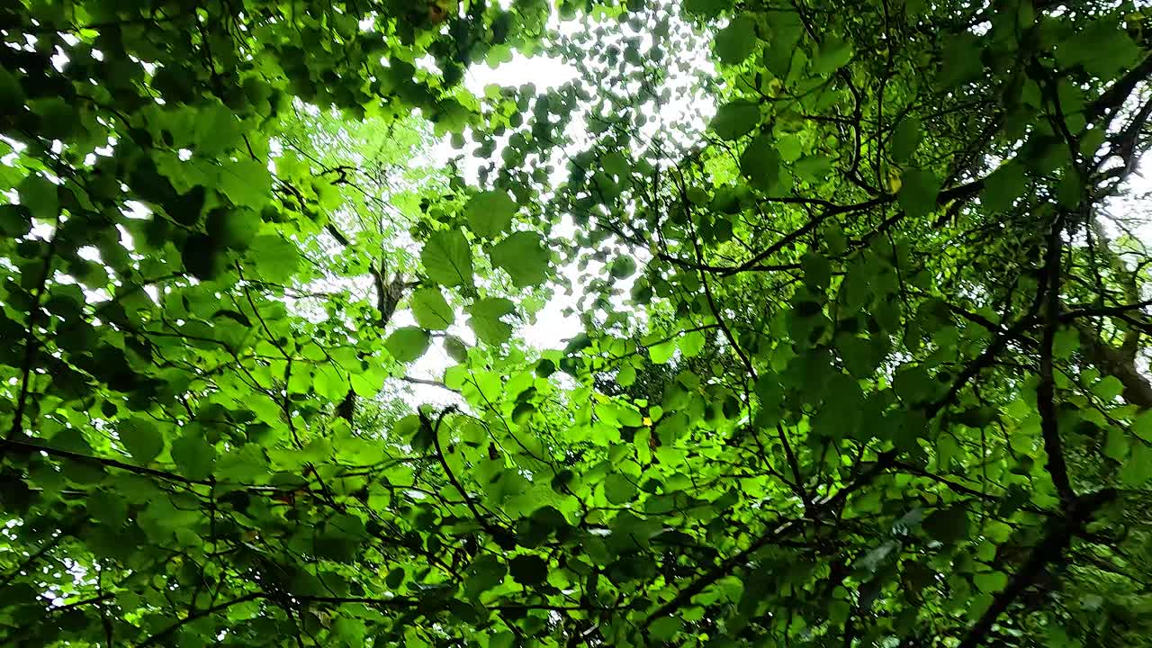 hojas verdes y ramas en un bosque sereno
