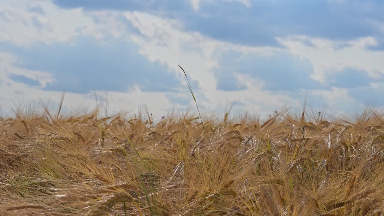 A wide view of a golden wheat field swaying gently in the breeze beneath a partly cloudy sky. One tall stalk stands out, creating a striking contrast against the uniform crop landscape.