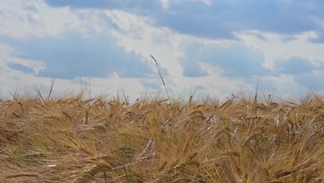 a wide view of a golden wheat field swaying gently in the breeze beneath a partly cloudy sky. one tall stalk stands out, creating a striking contrast against the uniform crop landscape.