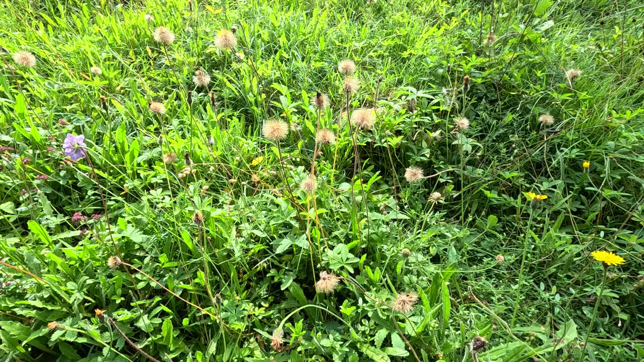 A steady camera pan reveals dense wildflowers and grasses in bright daylight within a botanical garden, highlighting natural textures and vibrant greenery