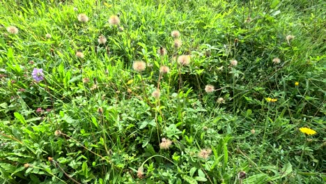 a steady camera pan reveals dense wildflowers and grasses in bright daylight within a botanical garden, highlighting natural textures and vibrant greenery
