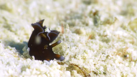 an amazing red sea hare nudibranch burrows its head in the sand on the rich ocean floor