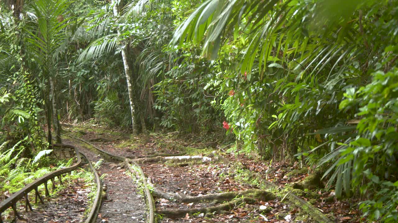 Una lenta panoramica rivela binari ferroviari minerari arrugginiti ricoperti da una fitta vegetazione della foresta pluviale tropicale.