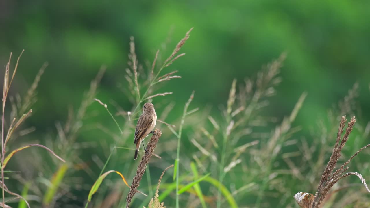 visto desde su lado trasero moviéndose y luego rascándose mientras está en la parte superior de una hierba en un campo abierto, amur stonechat o stonechat de stejneger saxicola stejnegeri, tailandia