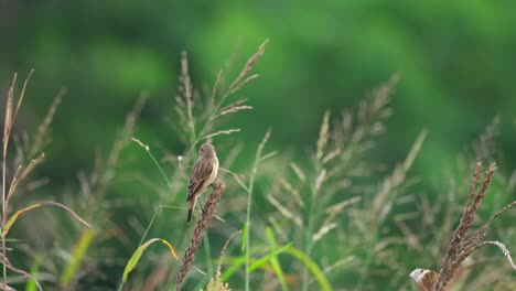 seen from its back side wagging then scratches itself while on top of a grass at an open field, amur stonechat or stejneger's stonechat saxicola stejnegeri, thailand