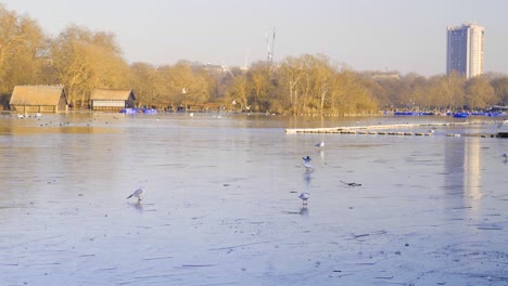 birds walk on frozen lake during extreme low temperatures in hyde park, london, england