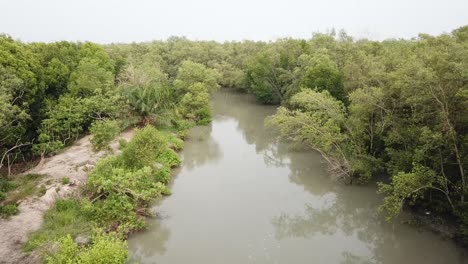 Aerial-view-narrow-river-with-mangrove-trees.