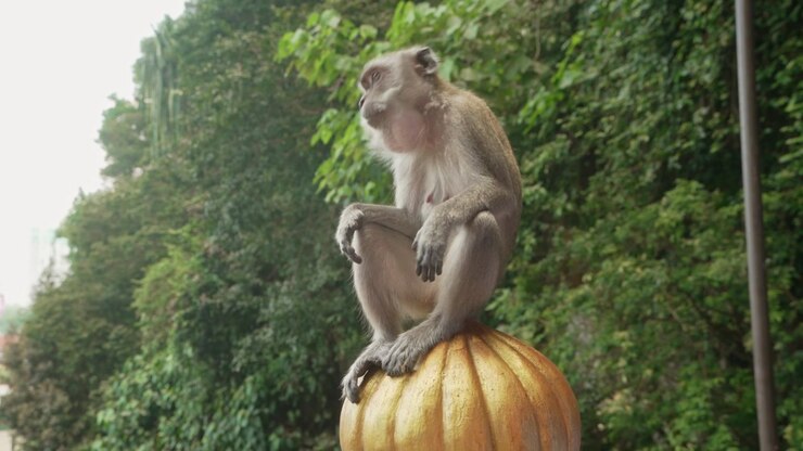 Cinematic footage of a macaque perched in an elevated position with natural background.