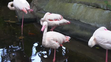 Bandada-De-Flamencos-Mayores,-Phoenicopterus-Roseus-Con-Piernas-Largas-Y-Delgadas-De-Pie-En-Un-Estanque-De-Agua,-Uno-Deambulando-Por-El-Entorno-Que-Lo-Rodea,-Mientras-Que-Otros-Duermen-Con-Un-Pie-Y-El-Cuello-Enrollado