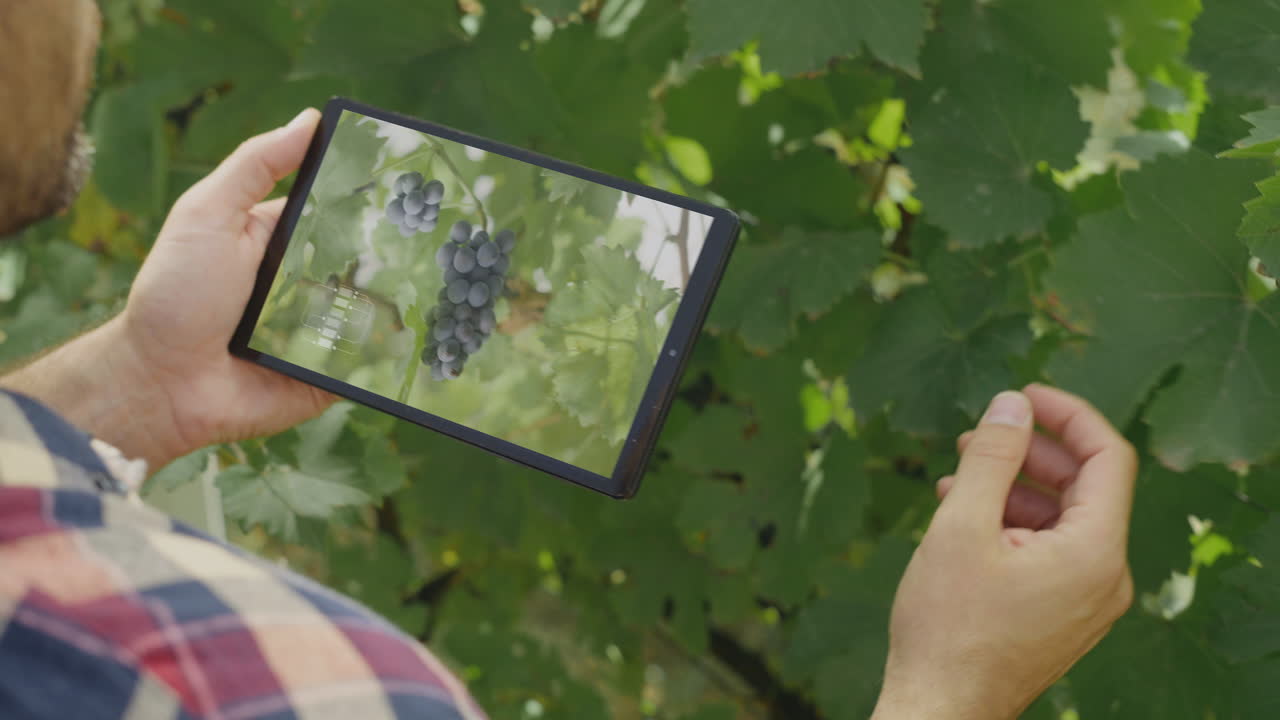 Farmer Inspecting Grapes with Digital Tablet