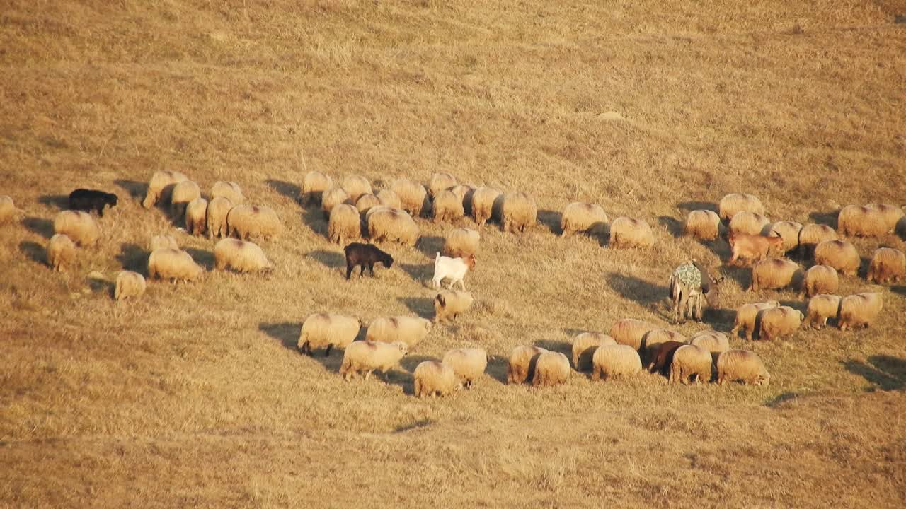 Schafherde, die Gras auf dem Feld frisst