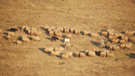rebaño de ovejas comiendo hierba en el campo