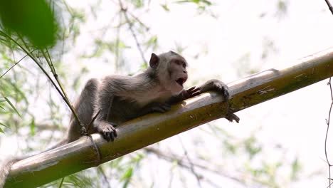 Los-Macacos-De-Cola-Larga-Son-Los-Monos-Más-Fáciles-De-Encontrar-En-Tailandia,-Ya-Que-Están-Presentes-En-Complejos-De-Templos,-Parques-Nacionales-E-Incluso-Pueblos-Y-Ciudades