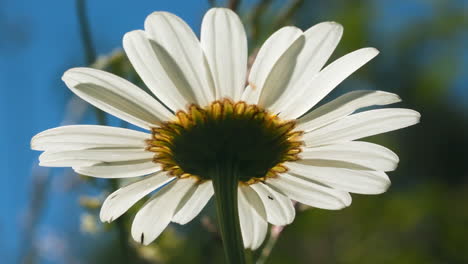 close-up of a daisy from below