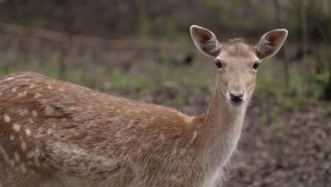 closeup of curious fallow deer looking at camera in woods, static, day