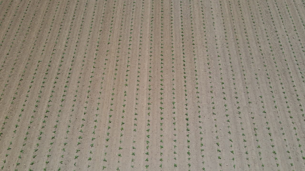 disparo de dron de ángulo amplio de plantas de tabaco jóvenes recién colocadas en un campo