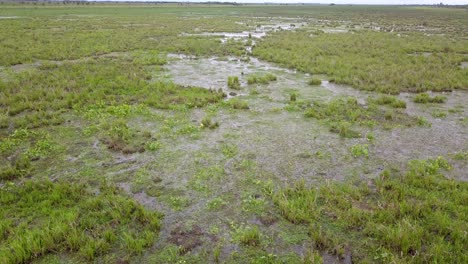 Wetlands-of-northeast-Argentina-shooted-with-drone