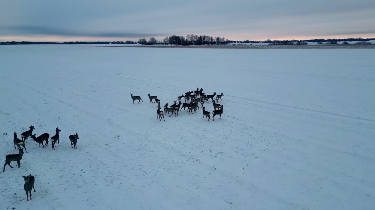 Manada de veados em paisagem gelada imaculada, filmagem aérea de floresta na Letônia.