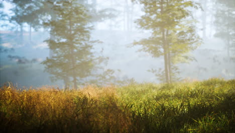 trees-with-shadows-in-forest-against-of-sunshine