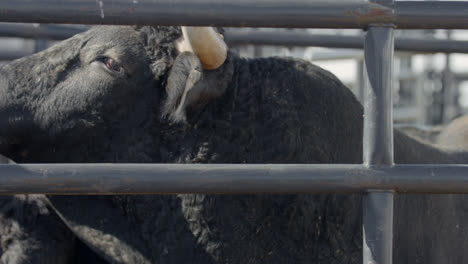 a rank bull turns away from the camera to reveal his profile behind metal chute bars in dallas, texas