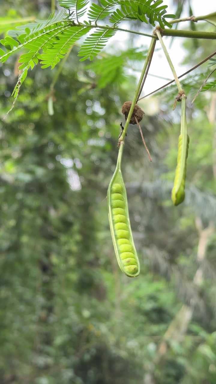 Green Leucaena Seed Pods Hanging from a Tree Branch