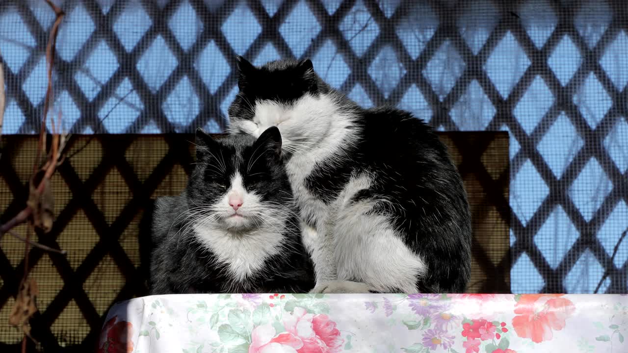 gatos pretos e brancos estão a tomar sol.