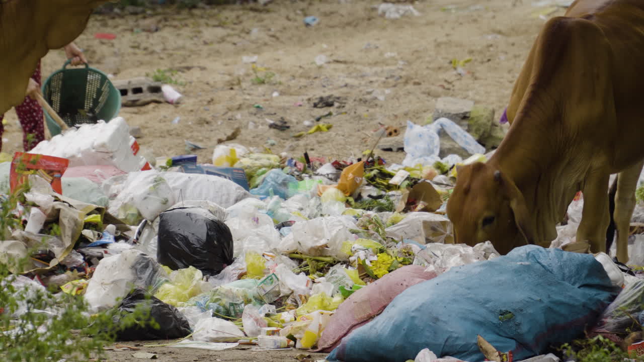 vacas locales comiendo basura de una pila masiva en vietnam, vista de mano