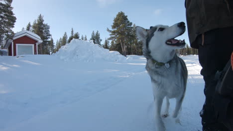 tiro 4k de un perro husky siberiano muy feliz y enérgico corriendo en la nieve profunda en un bosque en kiruna, suecia