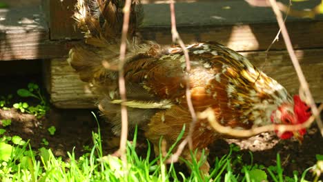 group of hens and roosters scratch in open dirt space surrounded by trees and fencing