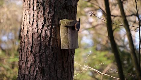 wood nuthatch pecking on nest box on a tree in the forest