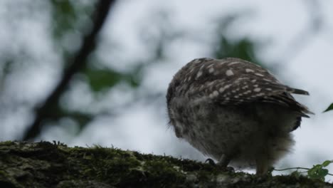 Backside View Of Little Owl Perched On Tree Branch