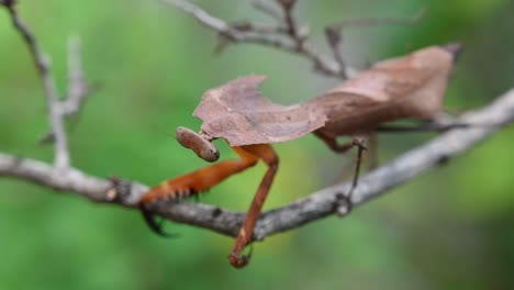 Tote-Blattgottesanbeterin,-Deroplatys-Desiccata,-Thailand