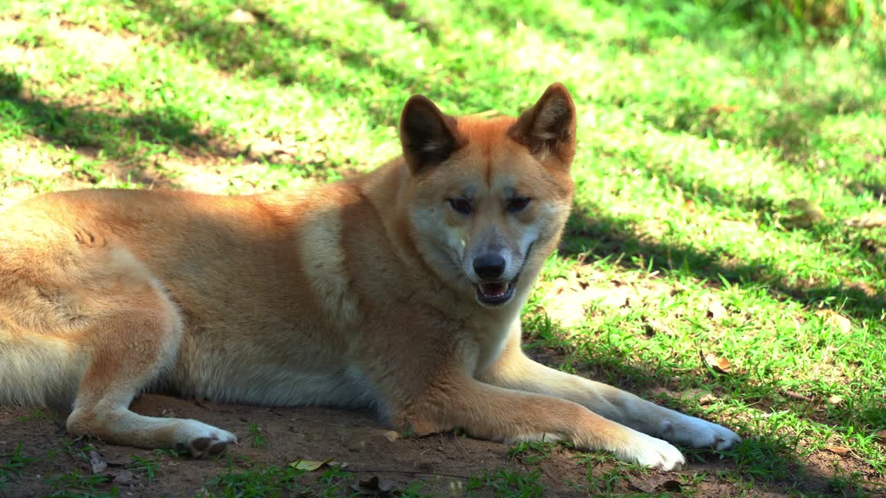 Close up shot of Australian native wildlife species, Australia's wild dog, dingo, canis familiaris spotted lying and resting on the grassland, wondering around its surrounding under bright sunlight