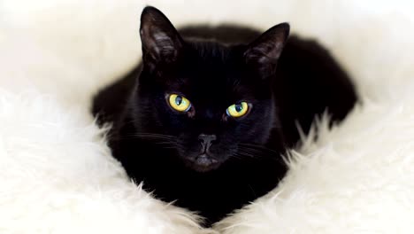 zwarte kat op een schapenvel tapijt.