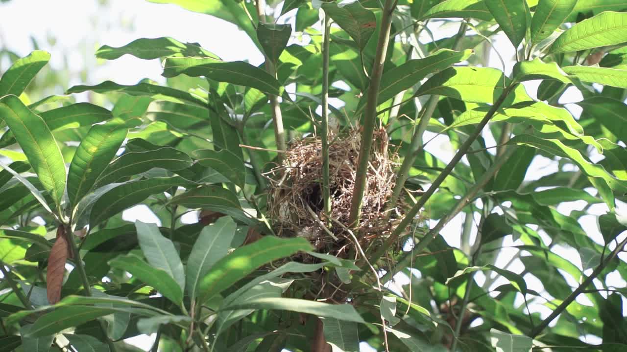 Birds in action — creating a nest from twigs and leaves, displaying teamwork and nature’s rhythms. Javan Munia, Estrildidae, Lonchura leucogastroides
