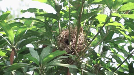 birds in action — creating a nest from twigs and leaves, displaying teamwork and nature’s rhythms. javan munia, estrildidae, lonchura leucogastroides