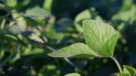 closeup of soybean leaves in a field in santa fe, argentina