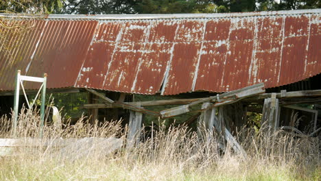 rusted falling down wooden farm shed with iron roof