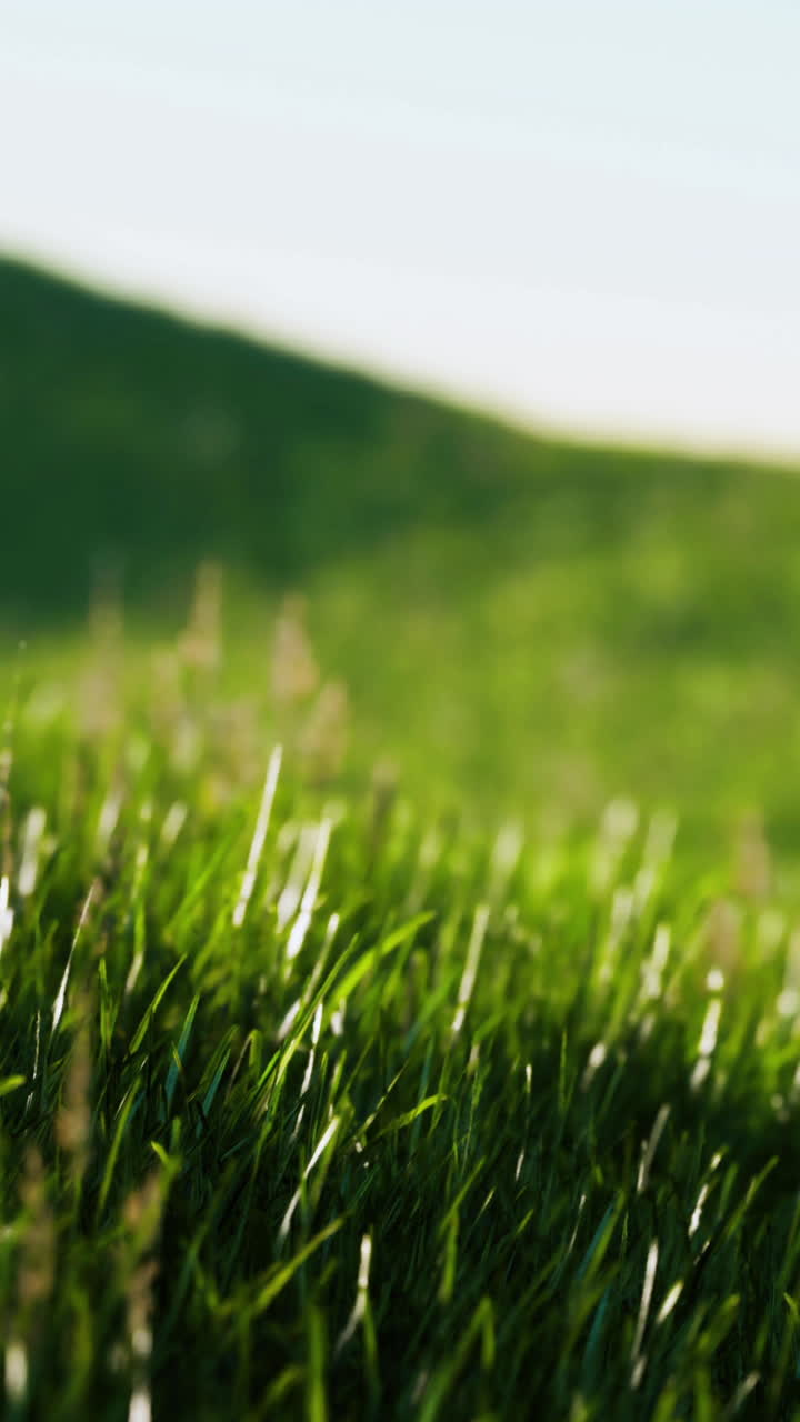 primer plano de la hierba verde