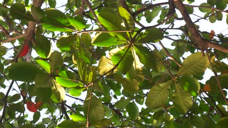 primer plano de ramas de árboles verdes que soplan en el viento