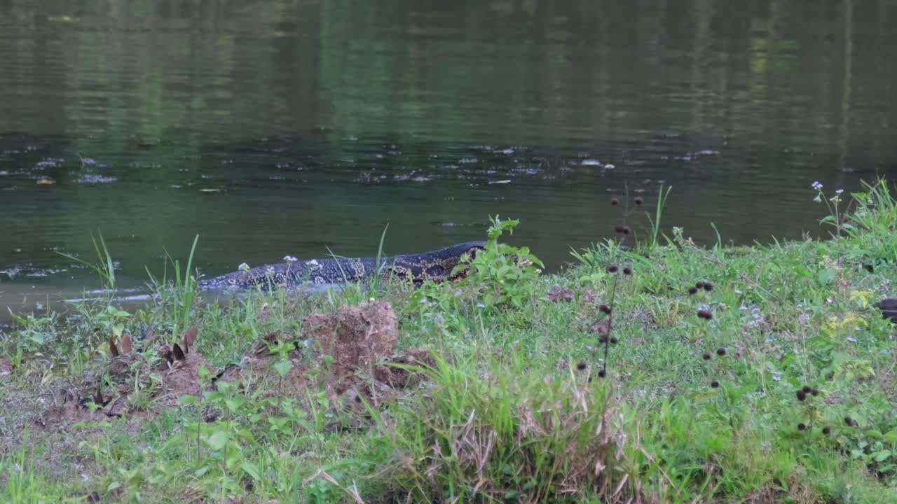 огромная ящерица блуждает в мелководье озера беунг-борафет в провинции нахон-саван, таиланд.