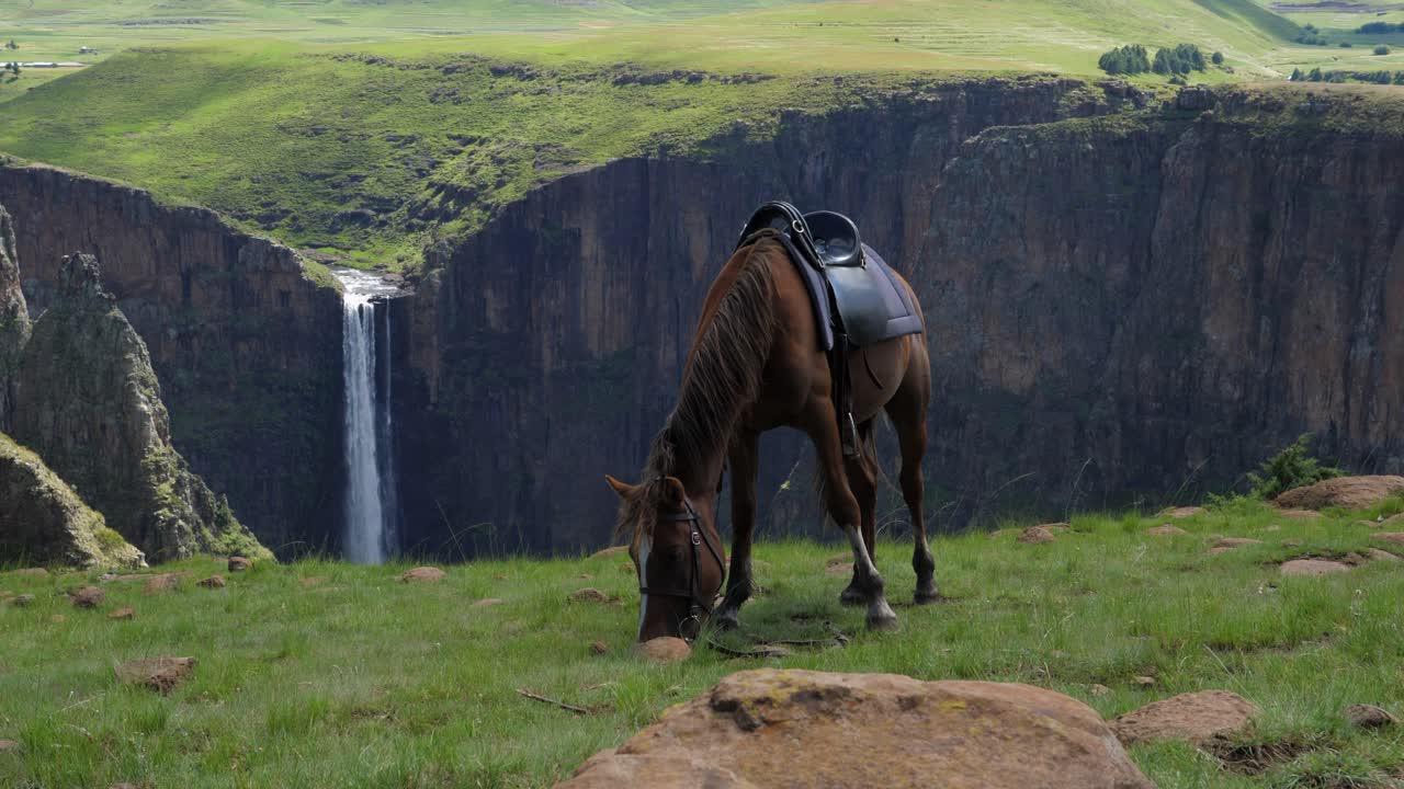 después de llevar a un turista al mirador de la cascada, el caballo come hierba