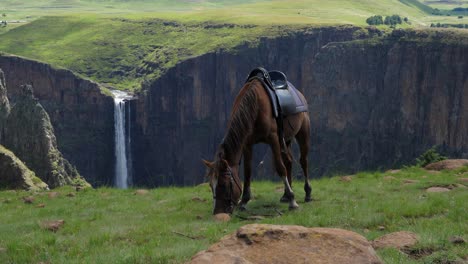 after carrying tourist to scenic waterfall viewpoint, horse eats grass