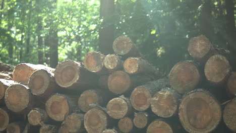 pan right across logged tree stumps sitting in a pile in luscious green forest as the sun flares