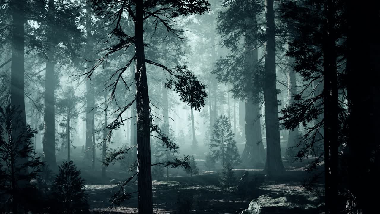 黑色的树干在黑暗的松树林中