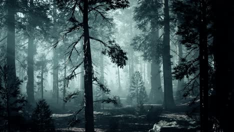 black tree trunk in a dark pine tree forest