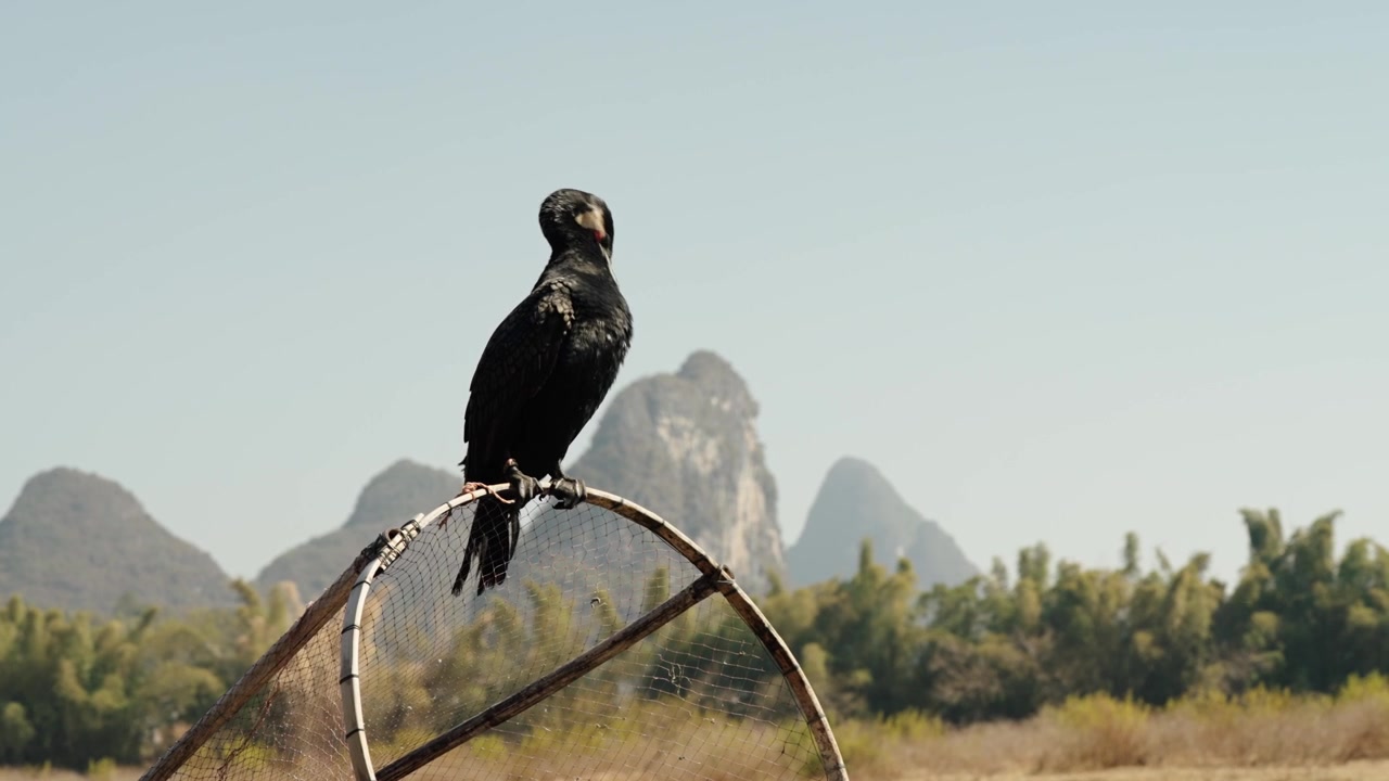 Cormorano appollaiato su una rete da pesca con le cime carsiche di Yangshuo sullo sfondo.