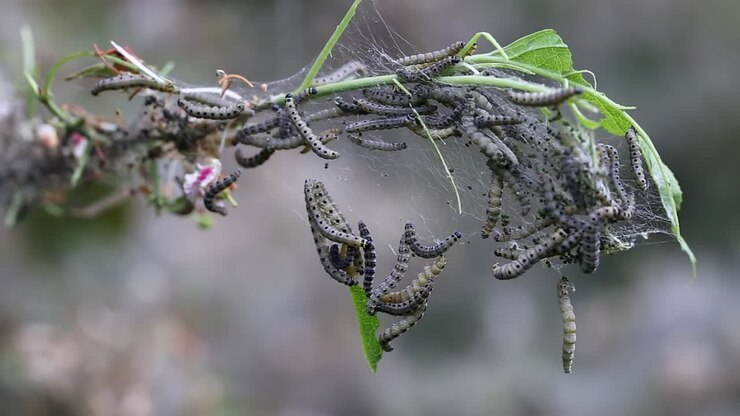 Video in time-lapse di una tela di nidificazione di bruchi della falena ermellino (Yponomeutidae) che si nutrono di foglie verdi nel Regno Unito.