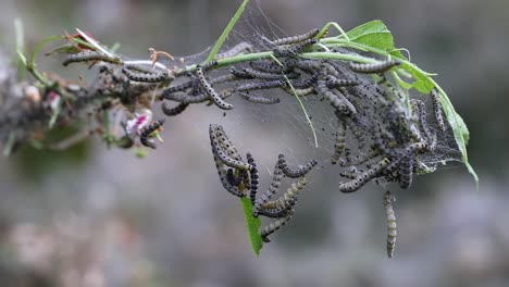 lapso de tiempo de anidación de orugas de polilla de armiño, yponomeutidae, alimentándose de hojas verdes en el reino unido