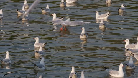 A-closer-footage-of-Seagulls-at-Bang-Pu-Recreation-Center-in-Thailand,-some-just-floating-and-preening,-some-flying-around,-one-takes-off-from-the-water-to-fly-away